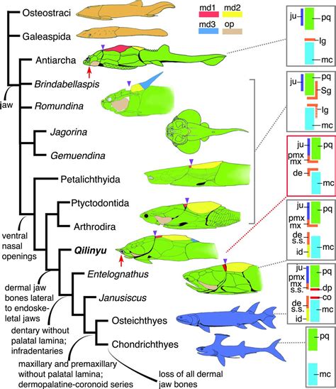 A Silurian maxillate placoderm illuminates jaw evolution | Science