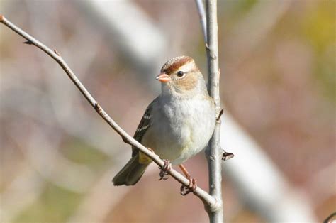 immature white-crowned sparrow? - Help Me Identify a North American Bird - Whatbird Community