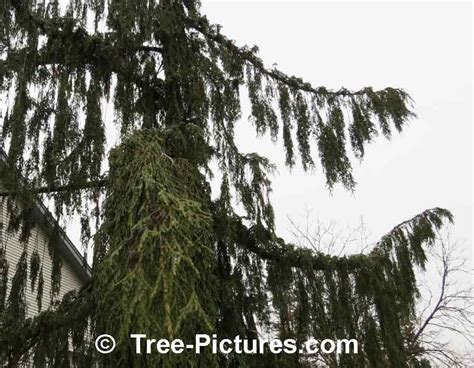 Cypress Tree Pictures