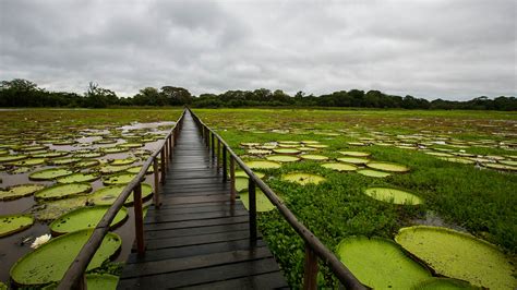 The Pantanal travel | Brazil - Lonely Planet