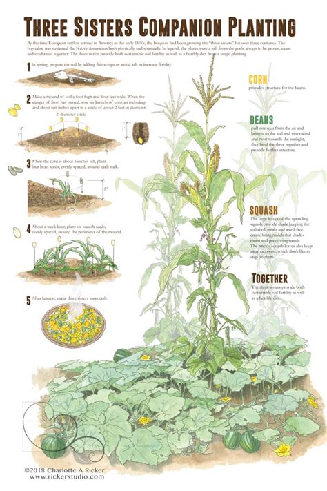 Three Sisters Garden Layout | Fasci Garden