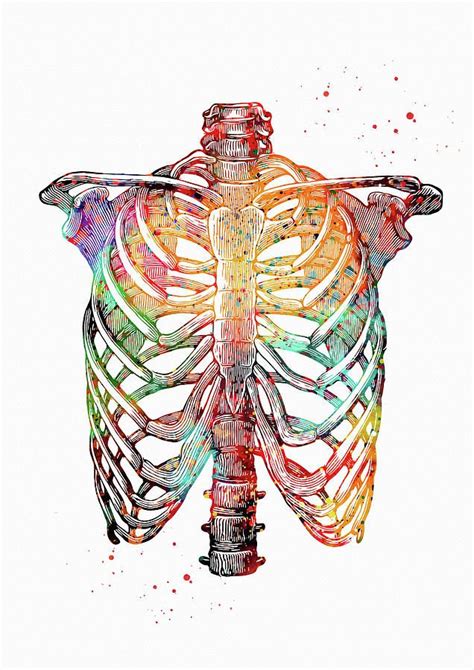 Rib Cage Digital Art - Rib Cage 1 by Erzebet S | Human anatomy art, Anatomy art, Medical art