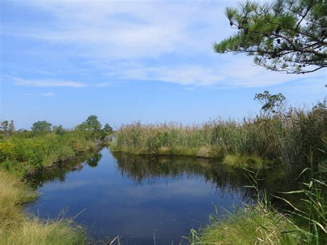 Alligator River National Wildlife Refuge | fallequinox2006 | Flickr