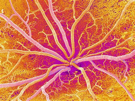 Retina Blood Vessels, Sem Photograph by Susumu Nishinaga - Fine Art America