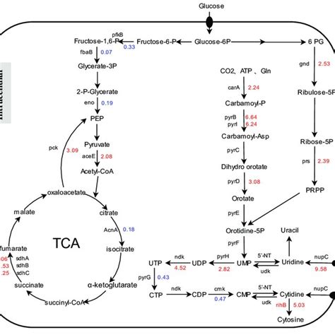 Schematic diagram of gene expression involved in cytidine... | Download ...