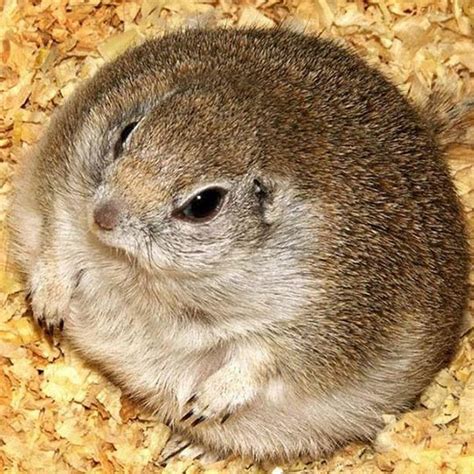 Chubby Gerbils - YouTube