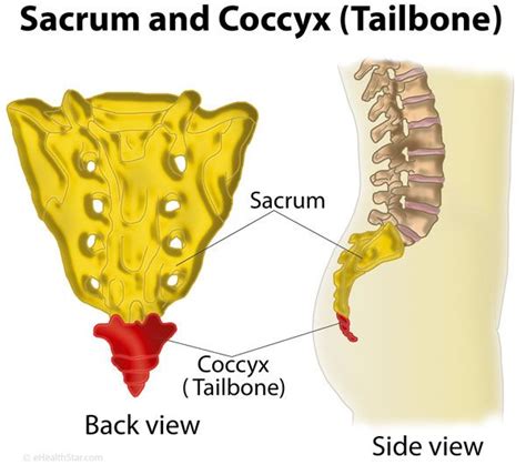 Pin on Spinal cord injury