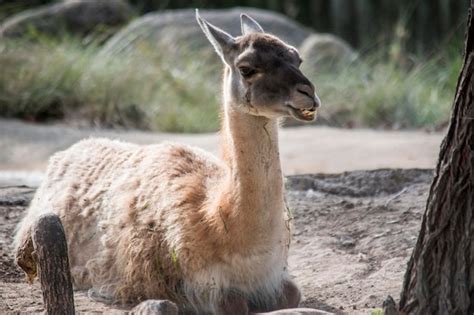 Premium Photo | Portrait of a vicuna domestic animals