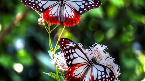 butterflies, Flowers Wallpapers HD / Desktop and Mobile Backgrounds