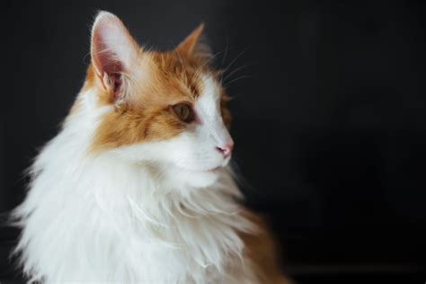 10 Domesticated Cat Breeds That Are the Largest