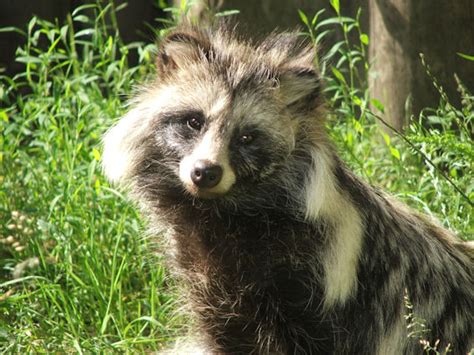 Pellicce ed inserti in pelliccia dietro le quinte: Murmasky o cane procione ovvero pelliccia di ...