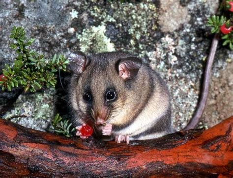 Mountain Pygmy Possum | Animals Facts & Pictures | All Wildlife Photographs