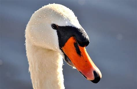 Mute Swan - Description, Habitat, Image, Diet, and Interesting Facts