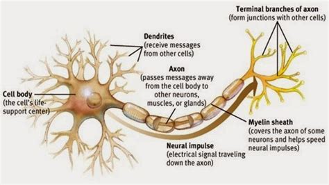 Difference between Axon and Dendrites