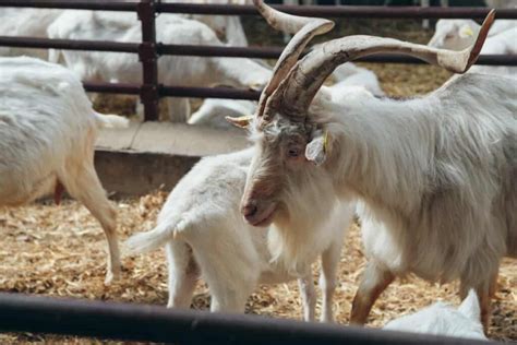 Kiko Goat Farming: A Comprehensive Guide