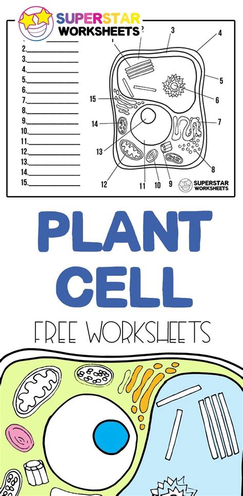 Plant cell parts – Artofit