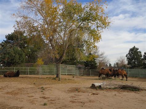 Denver Zoo – Denver, CO