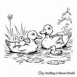 Pond Coloring Pages  Free & Printable sketch template