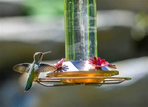 Best Hummingbird Feeder: Top 8 To Attract Nature 2021 - Just Watching Birds