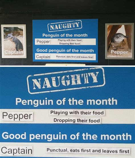 This Aquarium Picks The Naughtiest Penguin Of The Month, And The ‘Crimes’ Are Too Funny | Bored ...