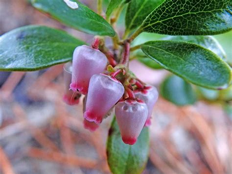 Ericaceae Arctostaphylos uva-ursi Uva Ursi, Flowers, Plants, Plant ...