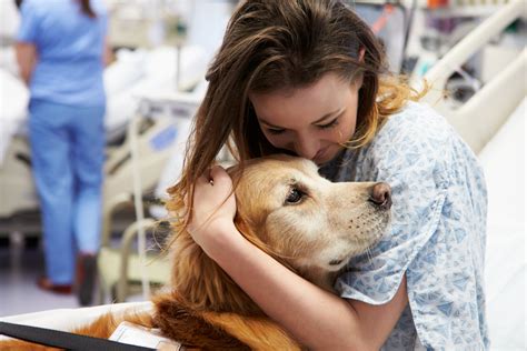 How Do Therapy Dogs Impact Lives? » Science ABC