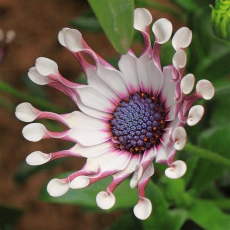 Osteospermum (African Daisy) – A to Z Flowers