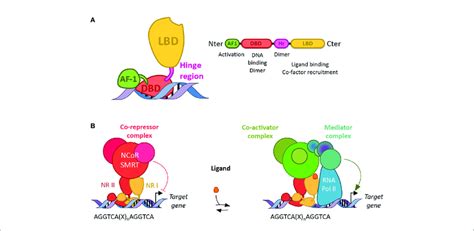 | Structure and function of nuclear receptors. (A) Canonical structures... | Download Scientific ...