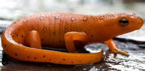 Eastern newt - Save Our Green