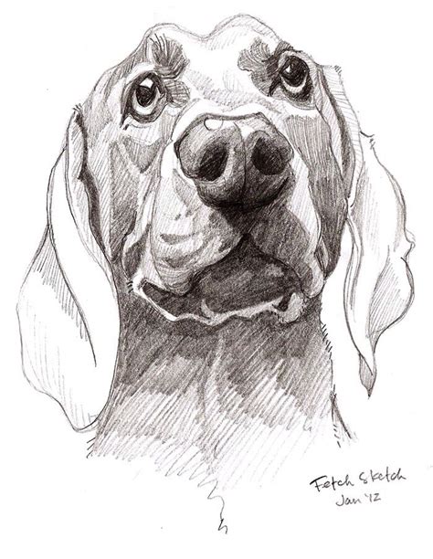 Dog Pencil Sketch Drawing - bestpencildrawing