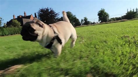 Pug puppy running! (Some slow motion!) - YouTube