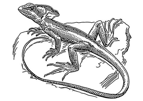 Basilisk Lizard Coloring Page - Coloring Home