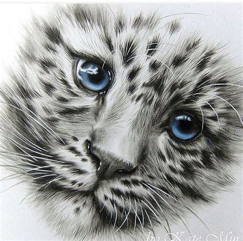 Pin by Ann Freude on Snow Leopards | Pencil drawings of animals ...