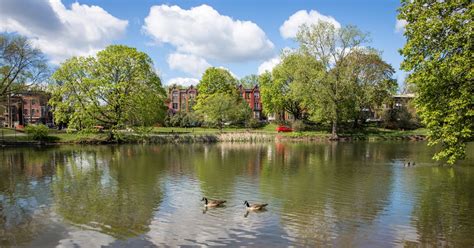 wcs: Geese on Washington Park Lake