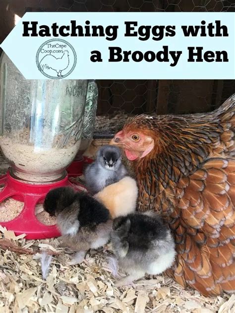 Hatching Eggs with a Broody Hen