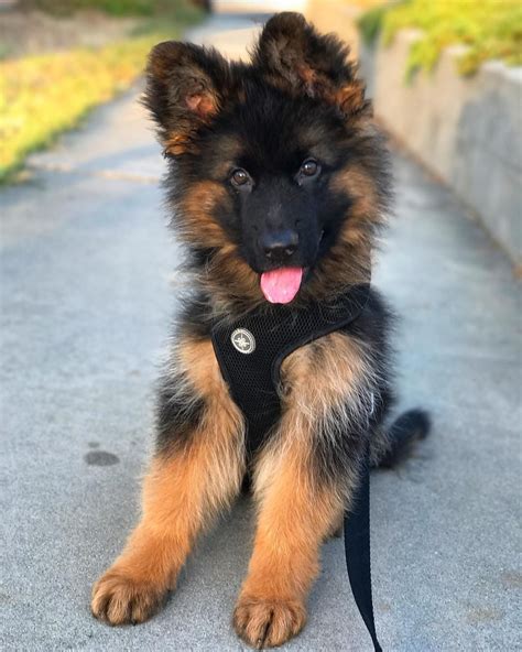 cute 🐕 | Really cute dogs, Shepherd puppies, German shepherd puppies