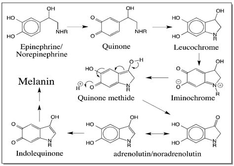 IJMS | Free Full-Text | Reactivities of Quinone Methides versus o-Quinones in Catecholamine ...