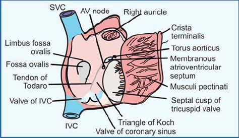 Sulcus Terminalis Heart