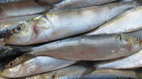 Sardine/Mathi fish online in Delhi NCR | Fleshkart.com