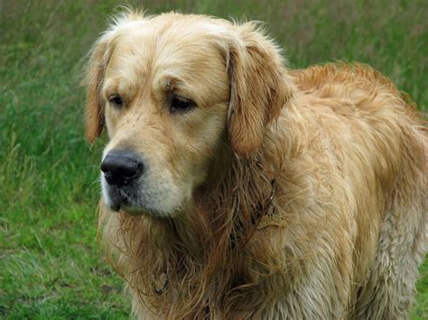 Golden Retriever Dog Free Stock Photo - Public Domain Pictures