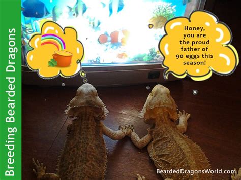 Bearded Dragon Breeding: Mating, Eggs and Hatching