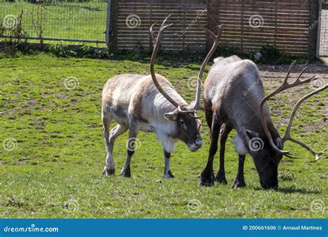 Reindeer Eating Grass in a National Park Stock Photo - Image of united ...