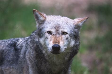 Mackenzie Valley Wolf Portrait Stock Photo - Image of gray, lupus: 179751386