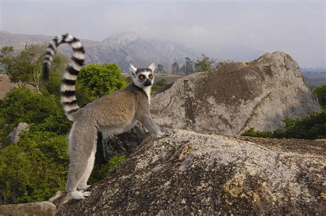 Ring-tailed Lemur Madagascar Photograph by Pete Oxford - Fine Art America