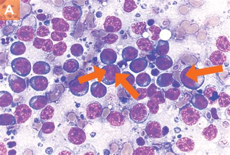 Small Animal Lymph Node Cytology