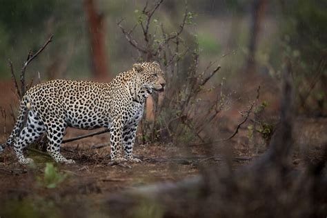 Free Photo | Beautiful shot of an african leopard hunting for prey with a blurred background