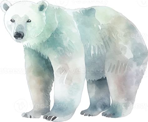 Polar Bear Watercolor 21183269 PNG