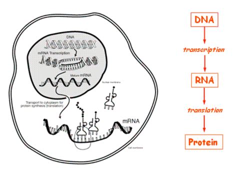 2: The central dogma of biology | Download Scientific Diagram