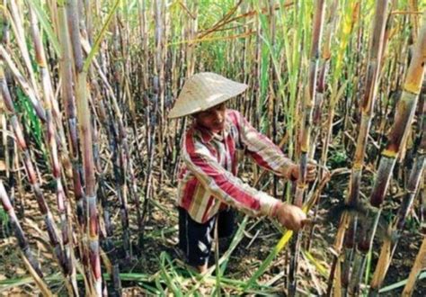 Kebun tebu di Indonesia Terbatas RNI Bakal Optimalisasi Aset lahan