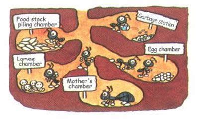 anthill cross section - Google Search | Ants, Nest design, Ant hill